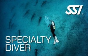 SSI Specialty Diver card, scuba diver above school of scalloped hammerheads