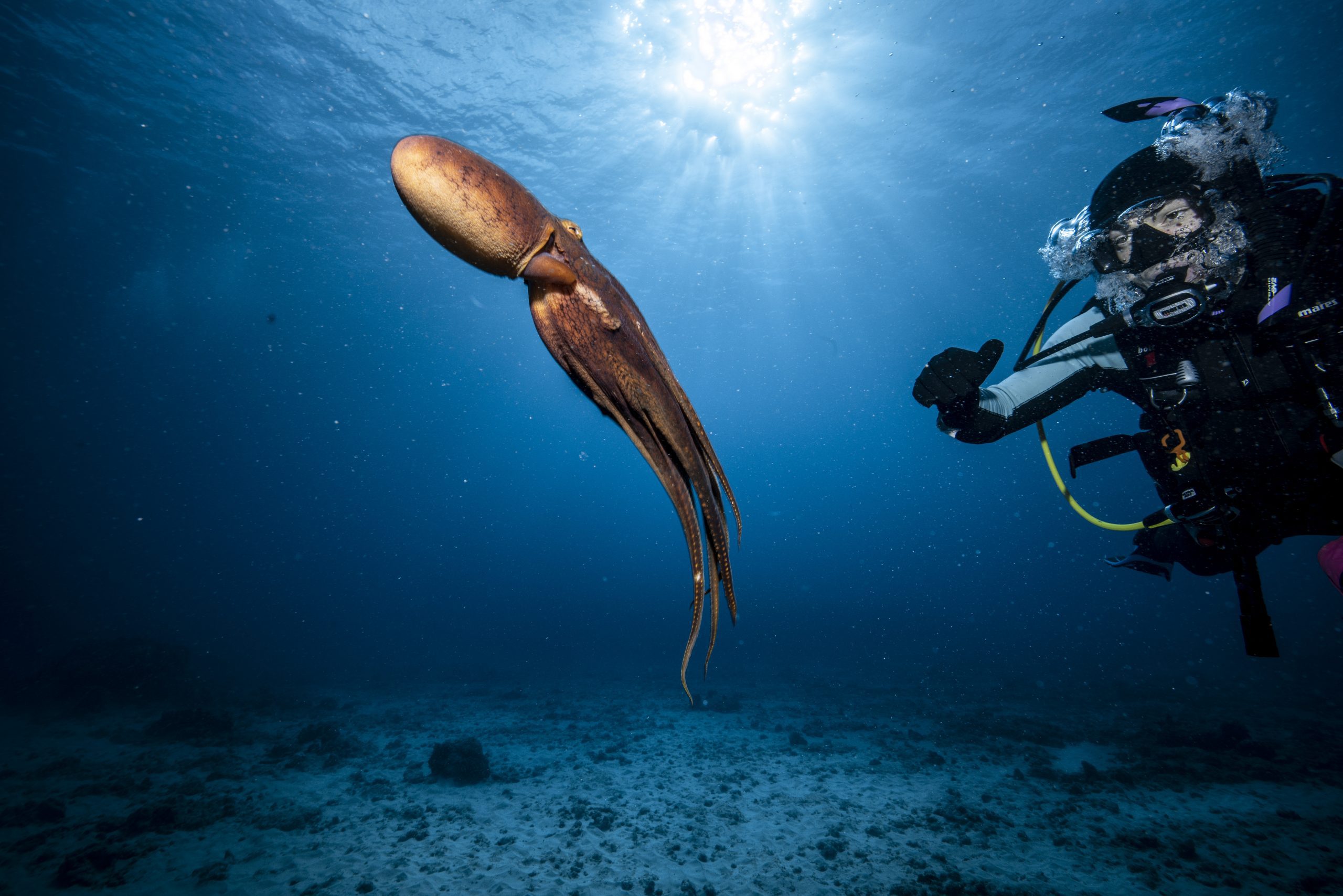 diver and octopus