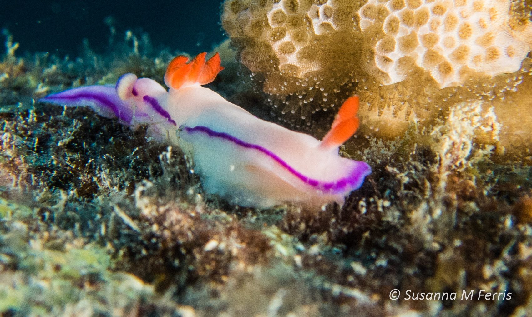 Thoranna Kahuna nudibranch