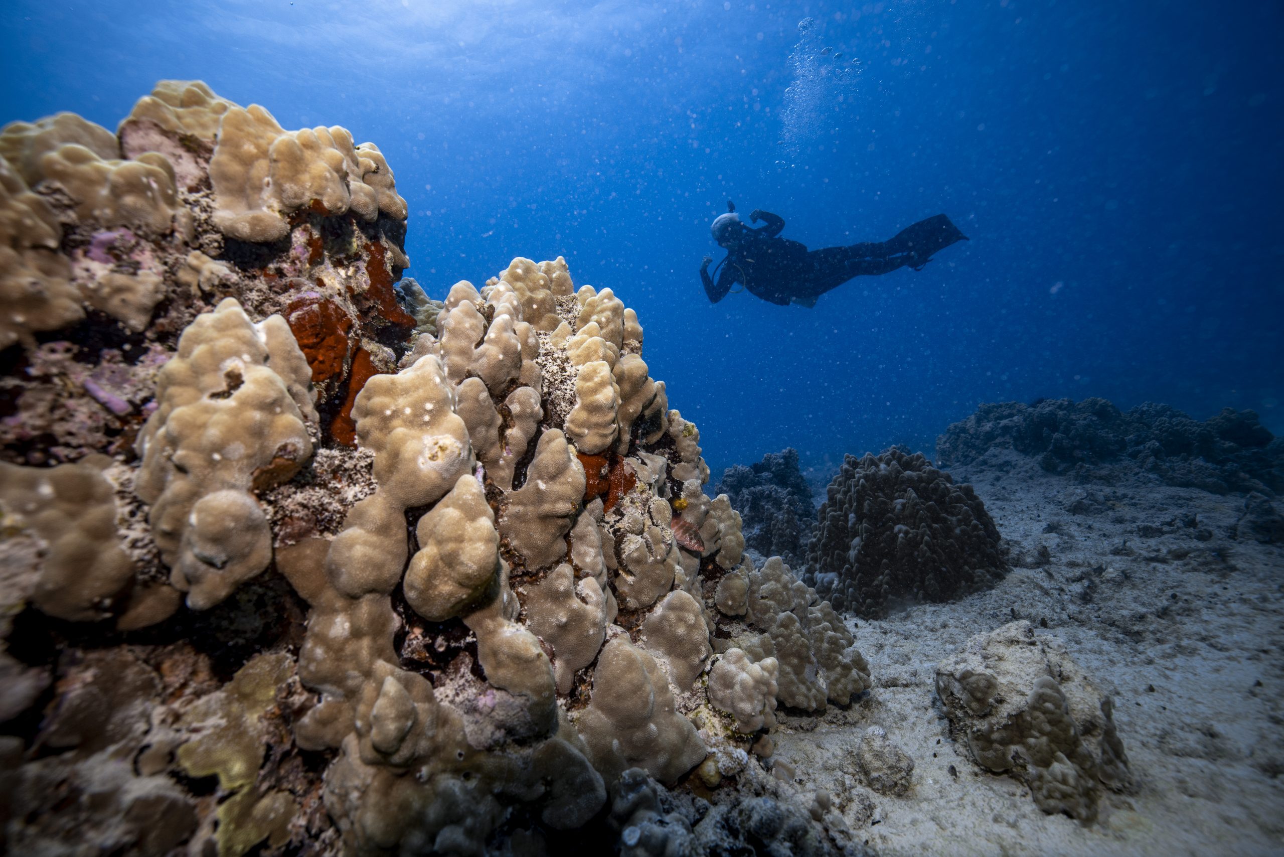 a diver flexing her muscles while swimming past a coral head